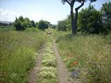 079 appiantica (2)